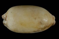 藏品(網目寶螺)的圖片